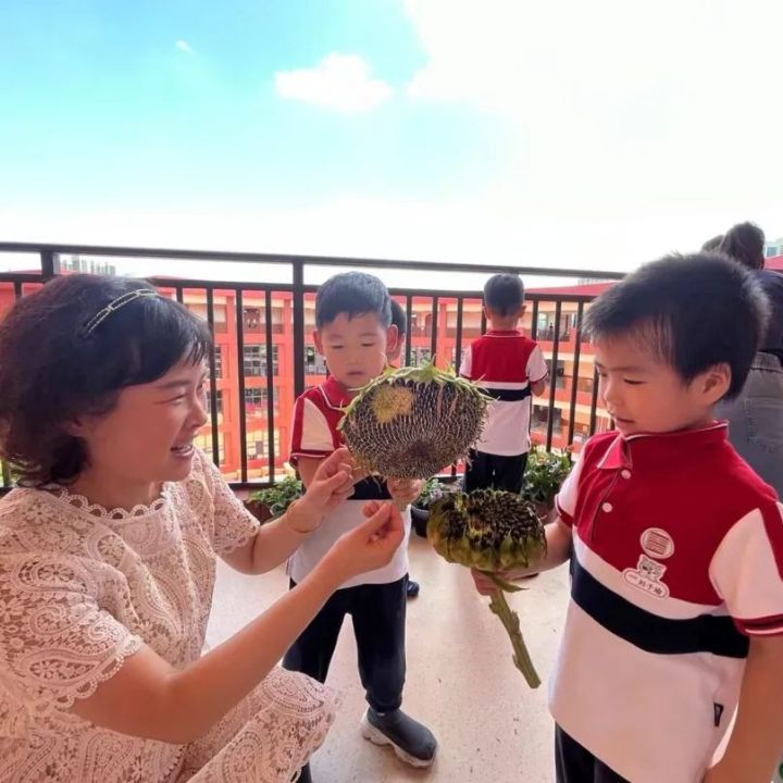 天元幼微课程 | 嗨，向日葵——天元公学幼儿园蕙苗三班项目活动分享