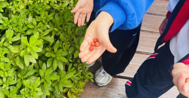 天元幼微课程丨果味“实”足——天元公学幼儿园蕙芽二班项目活动分享