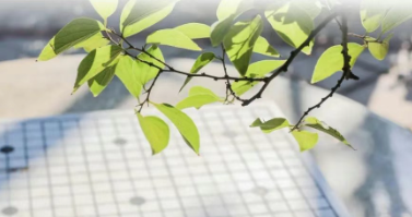 校党委开展2025年8月主题党日活动